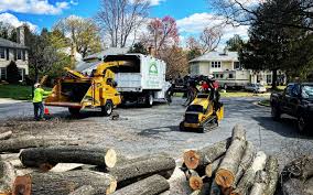 Professional Tree Removal in Loudonville, NY