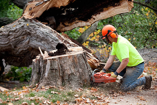 Best Aeration Services  in Loudonville, NY