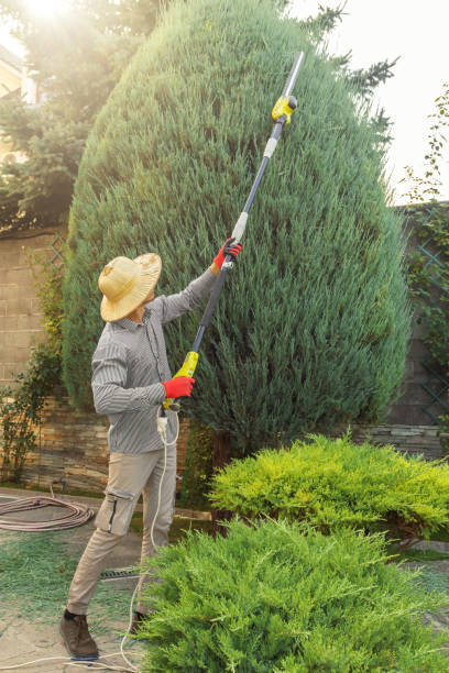 Best Lawn Disease Treatment  in Loudonville, NY