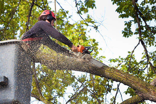 Best Tree Mulching  in Loudonville, NY
