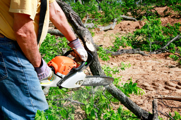 How Our Tree Care Process Works  in  Loudonville, NY